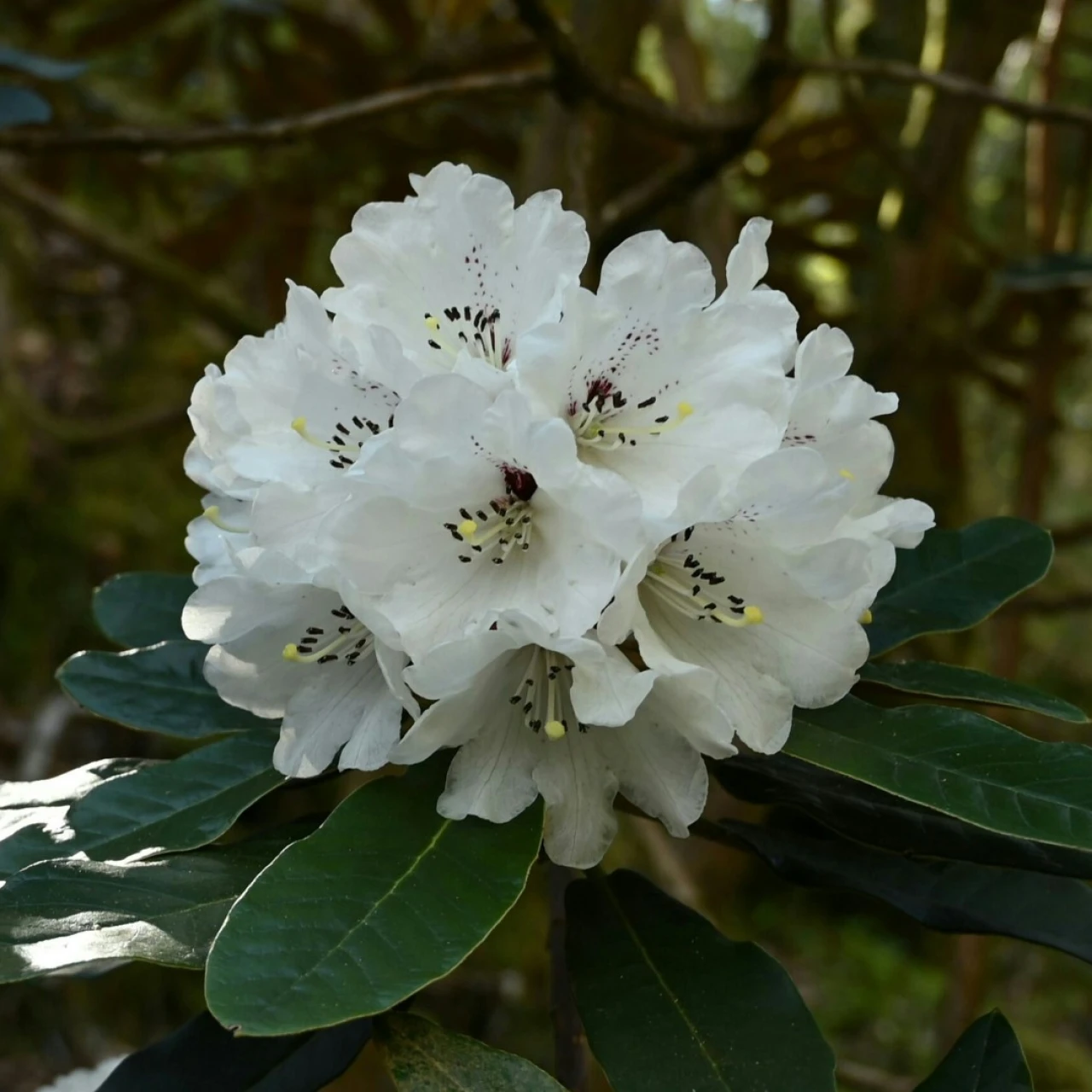 R. rex ssp. fictolacteum AGM